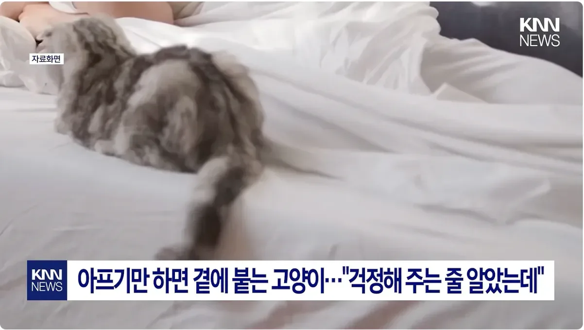 집사가 아프면 고양이가 곁에서 위로해주는 이유