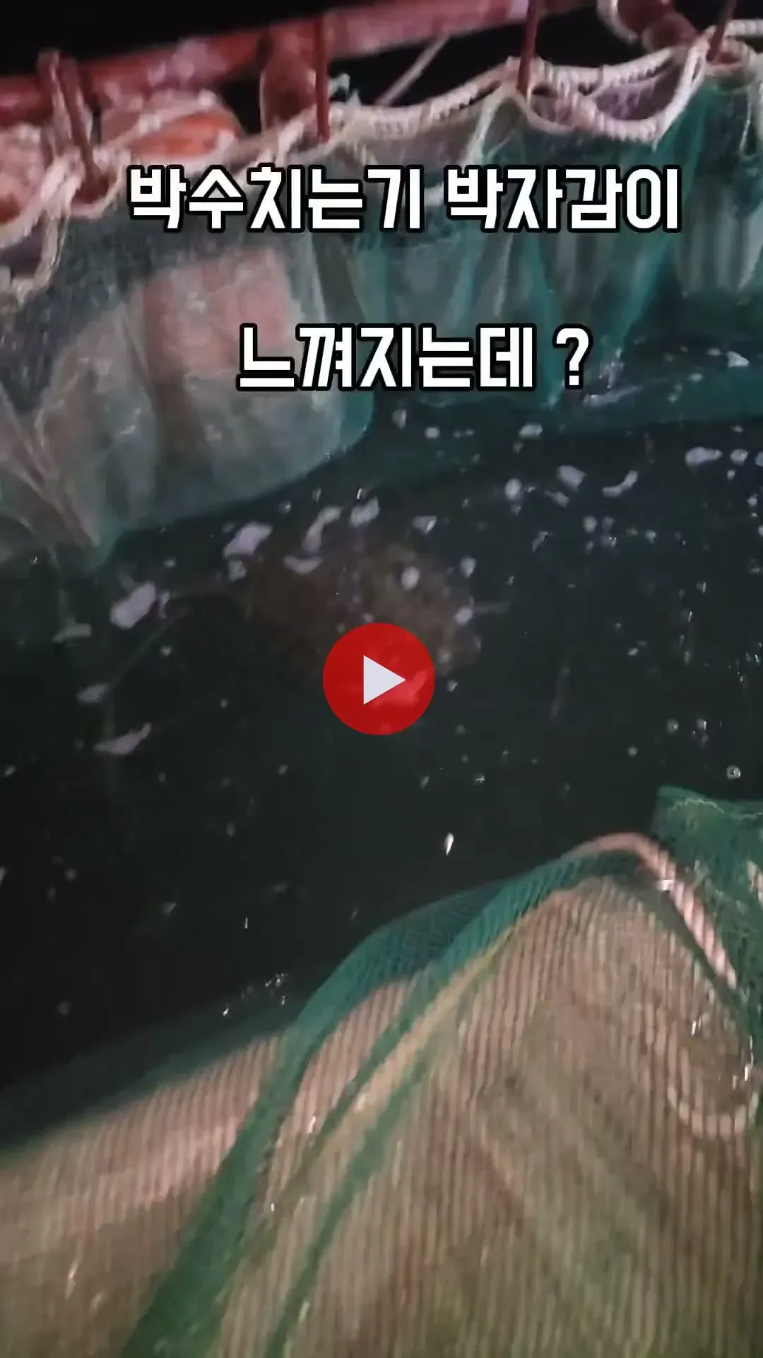 큰 바다 거북이가 잡혀와서 당황한 아저씨 mp4