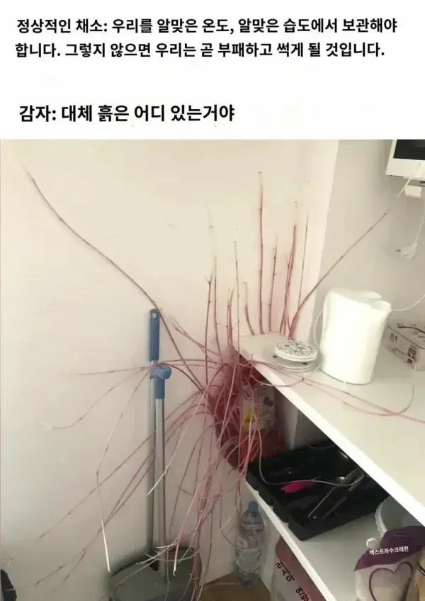 중세 사람들이 감자 안먹은이유.jpg