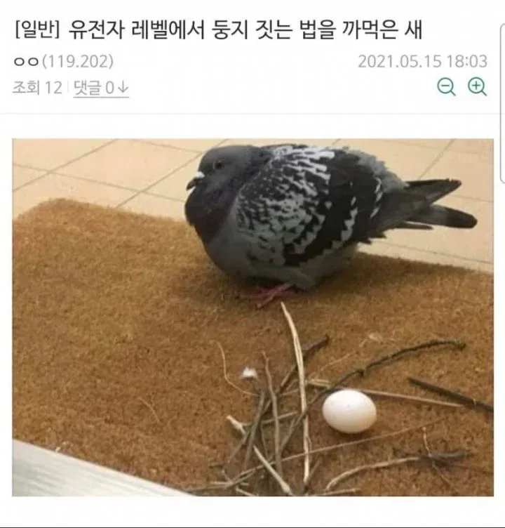 대충 살자 비둘기 둥지처럼...