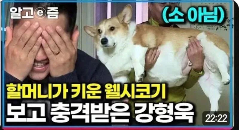 강형욱도 충격받은 웰시코기 상태.jpg
