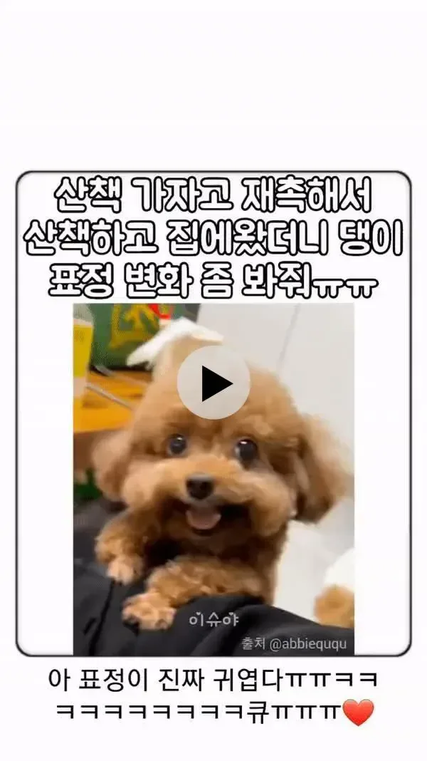 산책 제발 좀 가자고 해서 갔더니 결과.gif