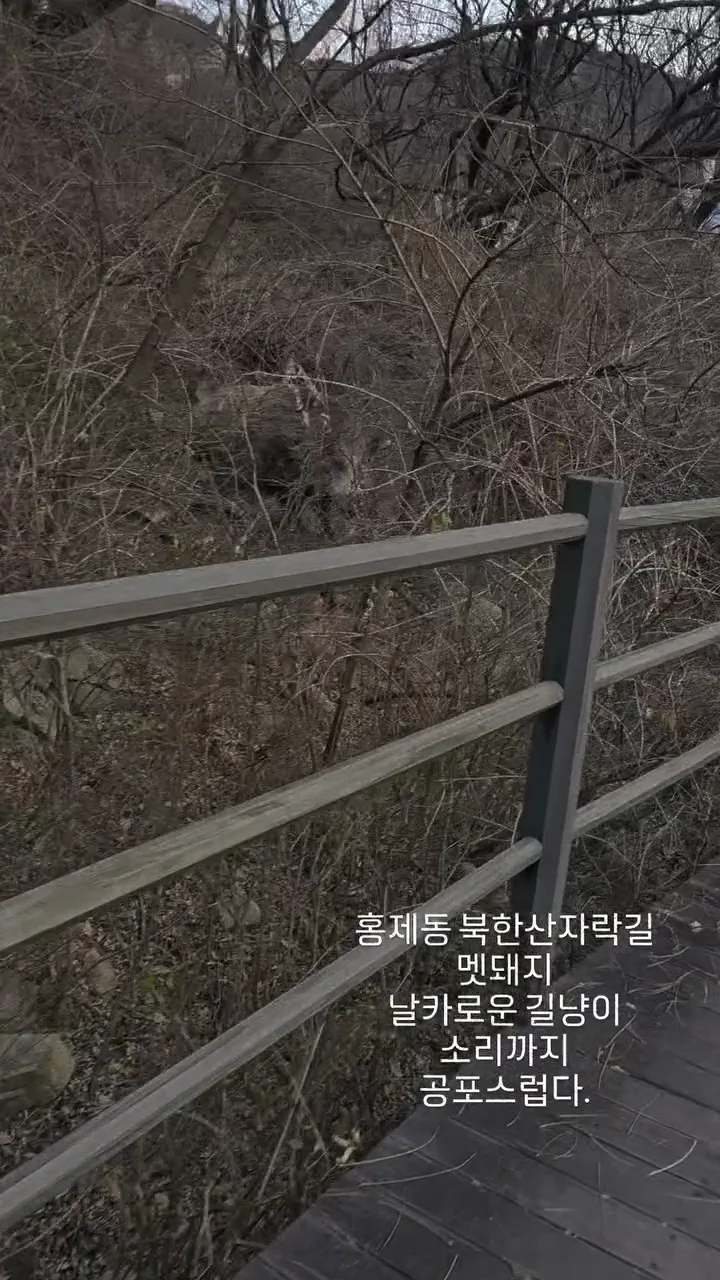 산에서 멧돼지를 만나면 큰일나는 이유.mp4
