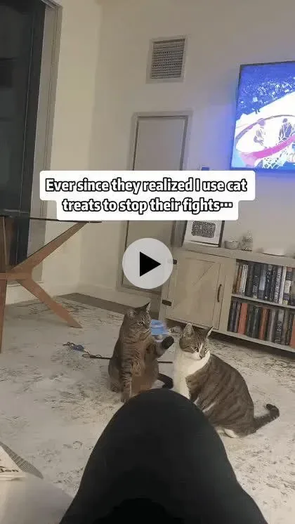 싸우면 간식을 준다는 걸 깨달은 고양이들