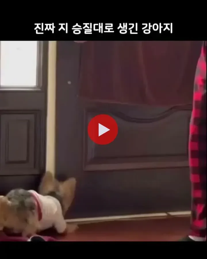 진짜 지 승질대로 생긴 강아지.mp4
