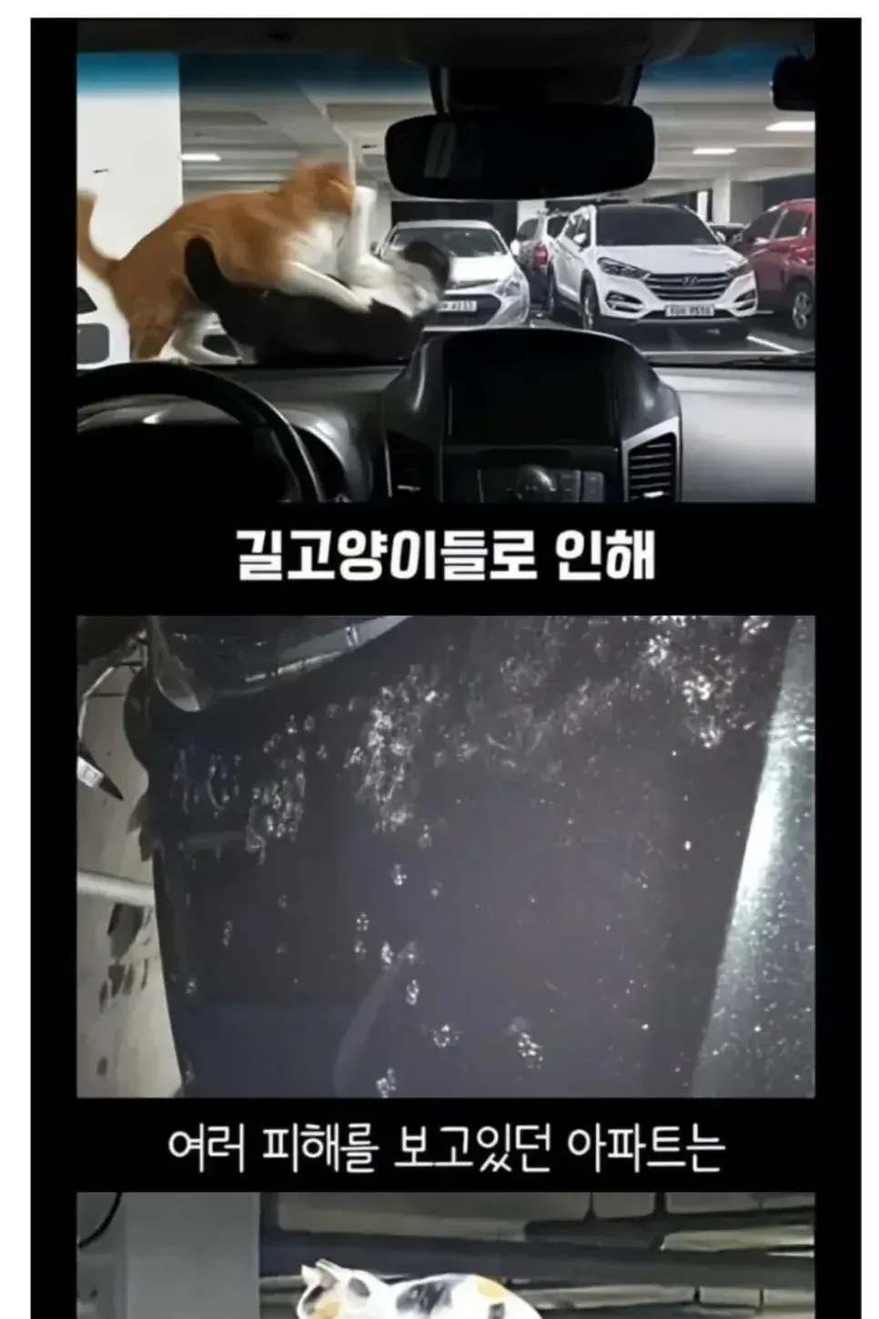 캣맘들을 도망가게 한 안내문