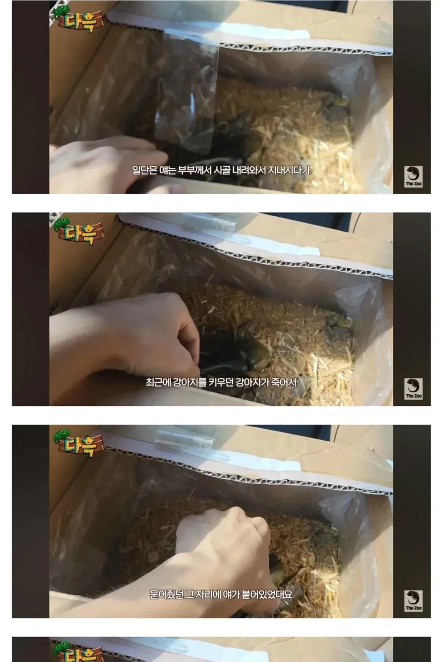 우리나라 야생에서 잡힌 희귀 곤충.jpg