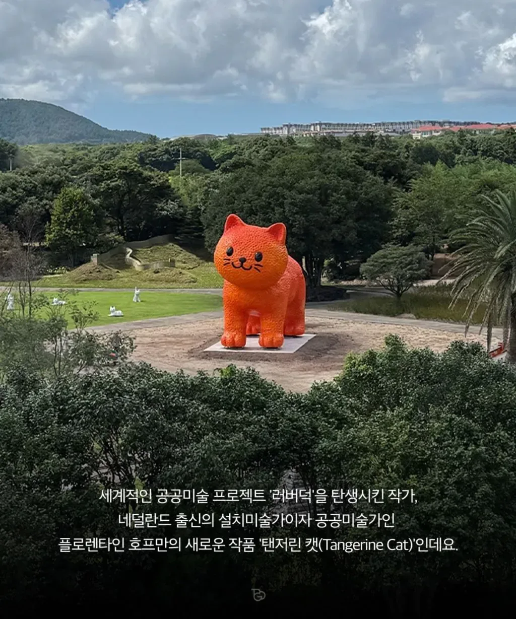 제주도에 나타난 거대 귤냥이(탠저린 캣)