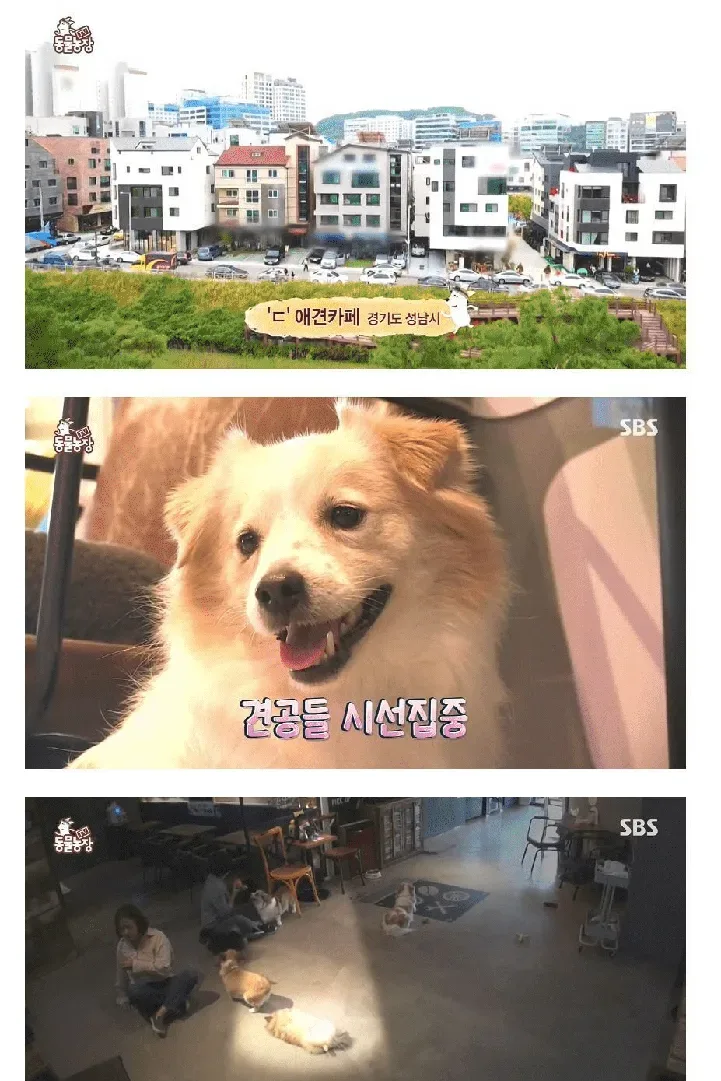 그냥 누웠음 강아지
