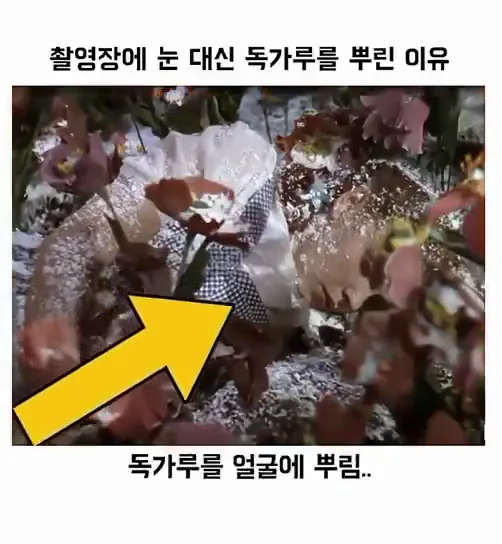 촬영장에 눈 대신 독가루를 뿌린 이유.mp4