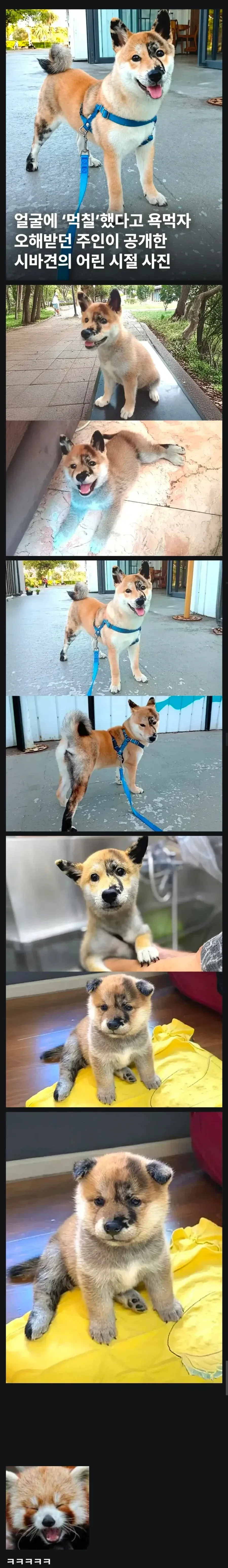얼굴에 먹칠 했냐고 욕먹자 오해 받던 견주가 공개