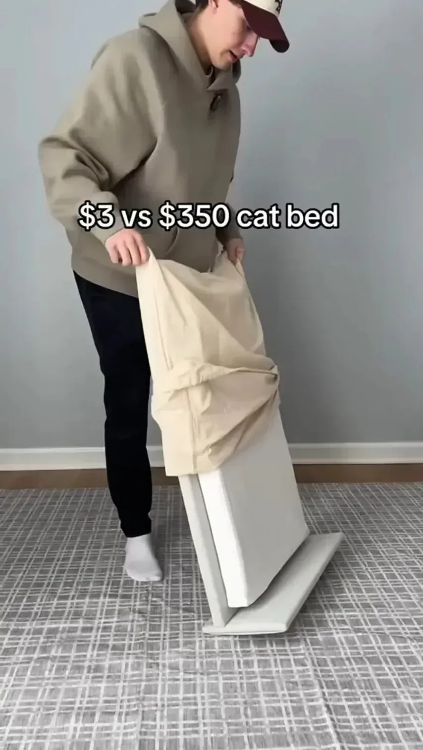 고양이 침대 3달러 vs 350달러.jpg