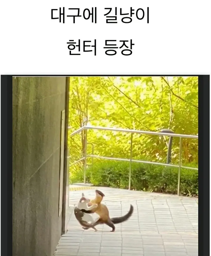 대구에 나타난 길냥이 헌터