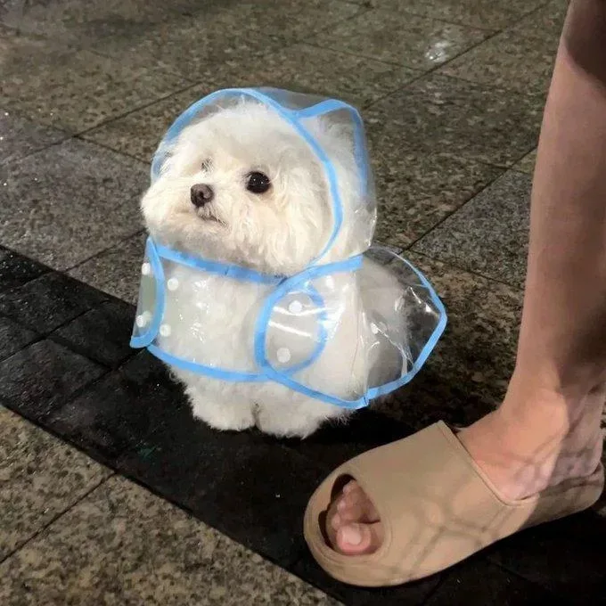 비 오는 날 손바닥만 한 우비 입고 산책 나온 강아지