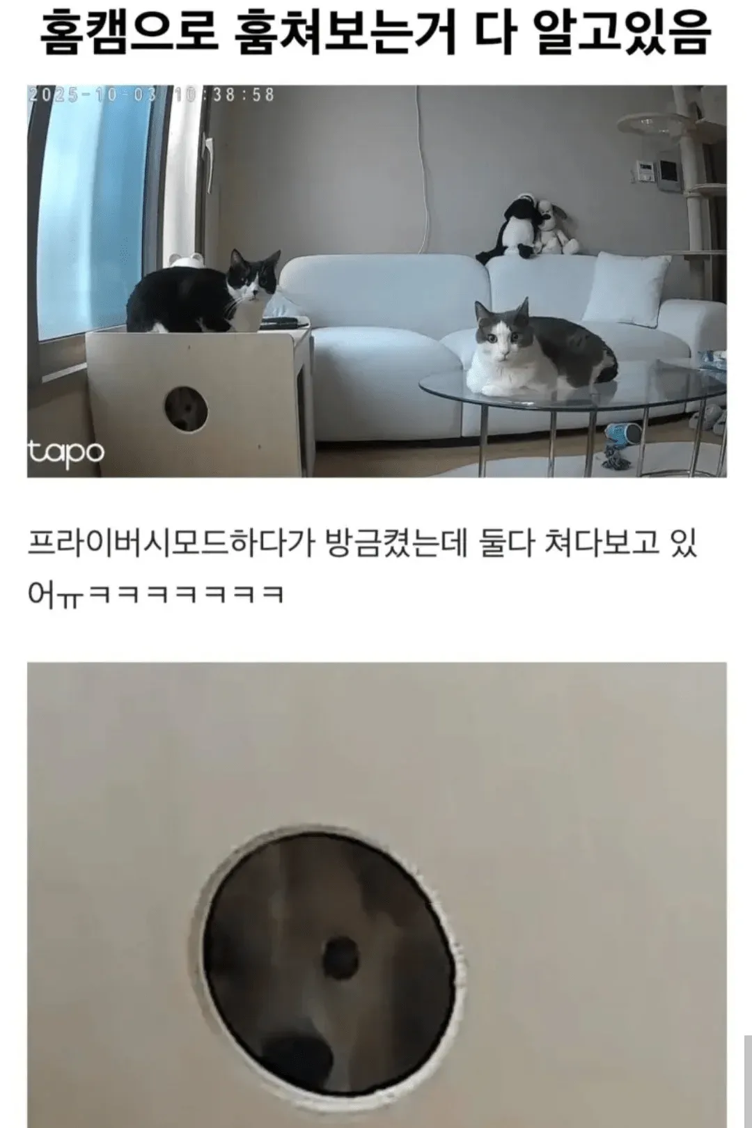 홈캠으로 훔쳐보는거 다 알고있다ㅋㅋㅋㅋ