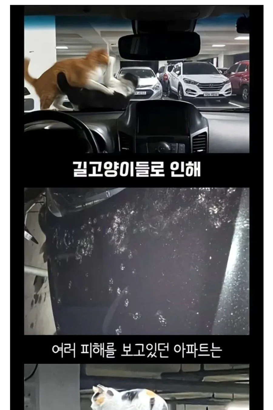 캣맘과의 공존을 선택한 어느 아파트의 결말