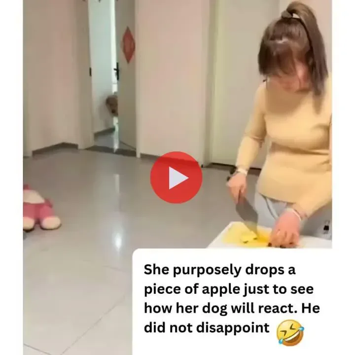 사과 한쪽을 일부러 떨어뜨린 뒤 멍멍이 반응 보기.mp4