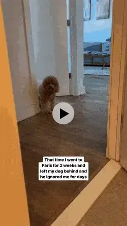 댕댕이 두고 2주동안 파리 여행 다녀왔더니....gif