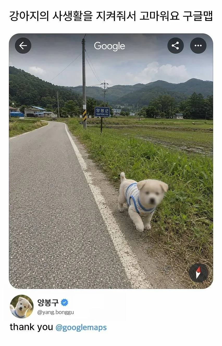 강아지 사생활도 지켜주는 구글맵.