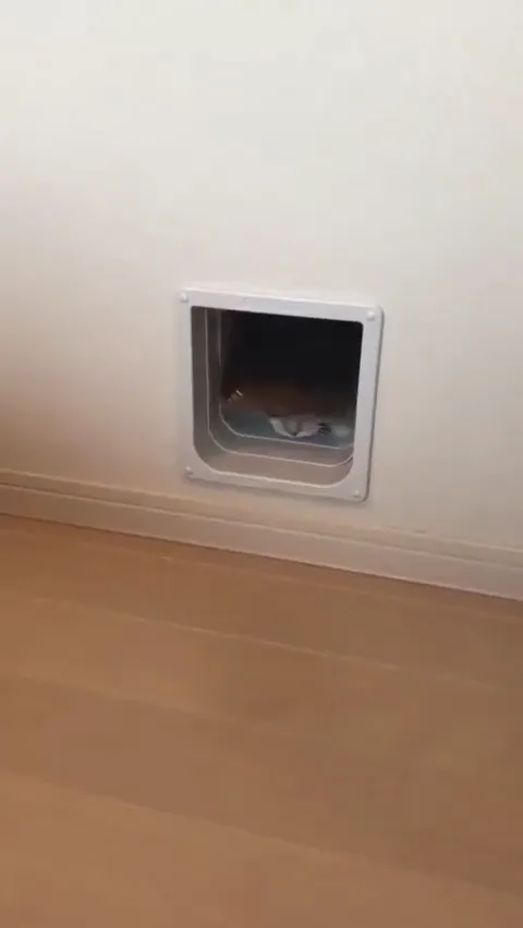 고양이 생성기