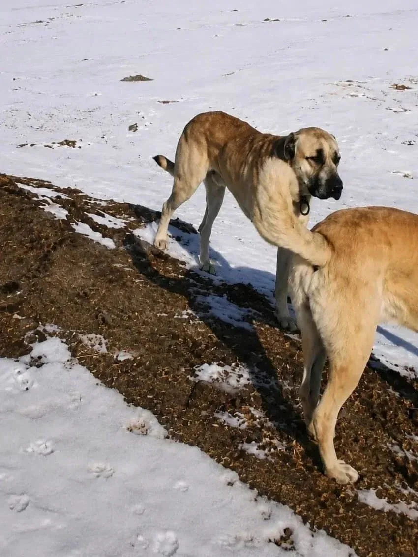 애널 피스팅