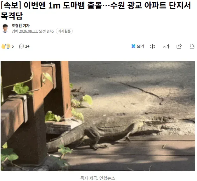 [속보] 이번엔 1m 도마뱀 출몰…수원 광교 아파트 단지서 목격담