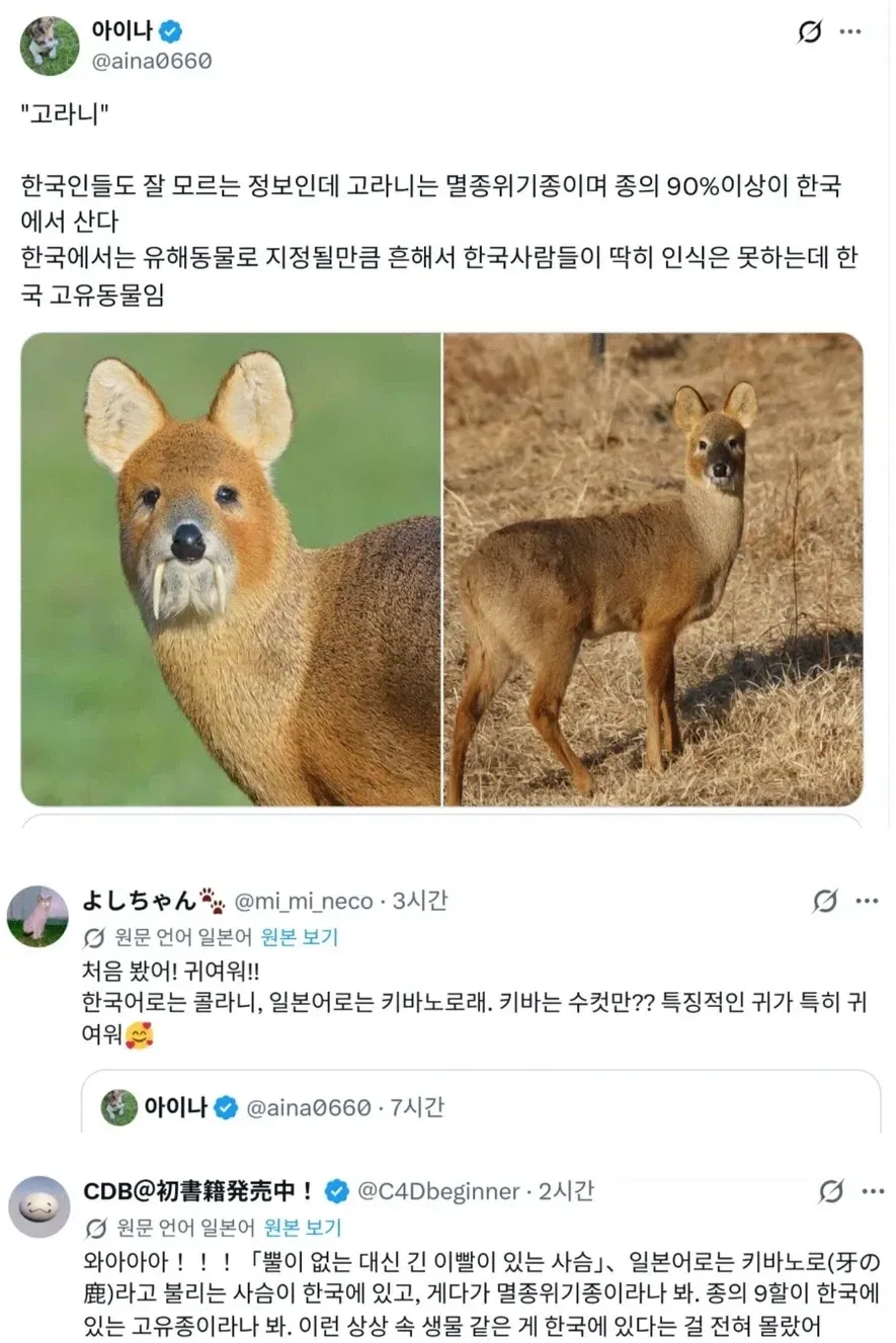 고라니 처음본 일본인들 반응