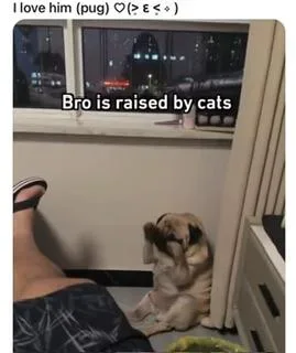 고양이와 함께 자란 퍼그