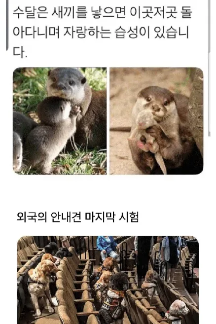 수달은 새끼를 낳으면 이곳저곳 돌아다니며 자랑하는 습성이 있습니다 .jpg