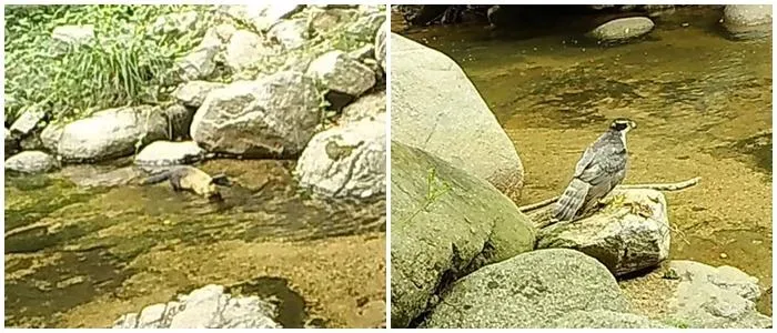 70년 무당 불법 기도터 철거했더니… 멸종위기 '담비'가 돌아왔다