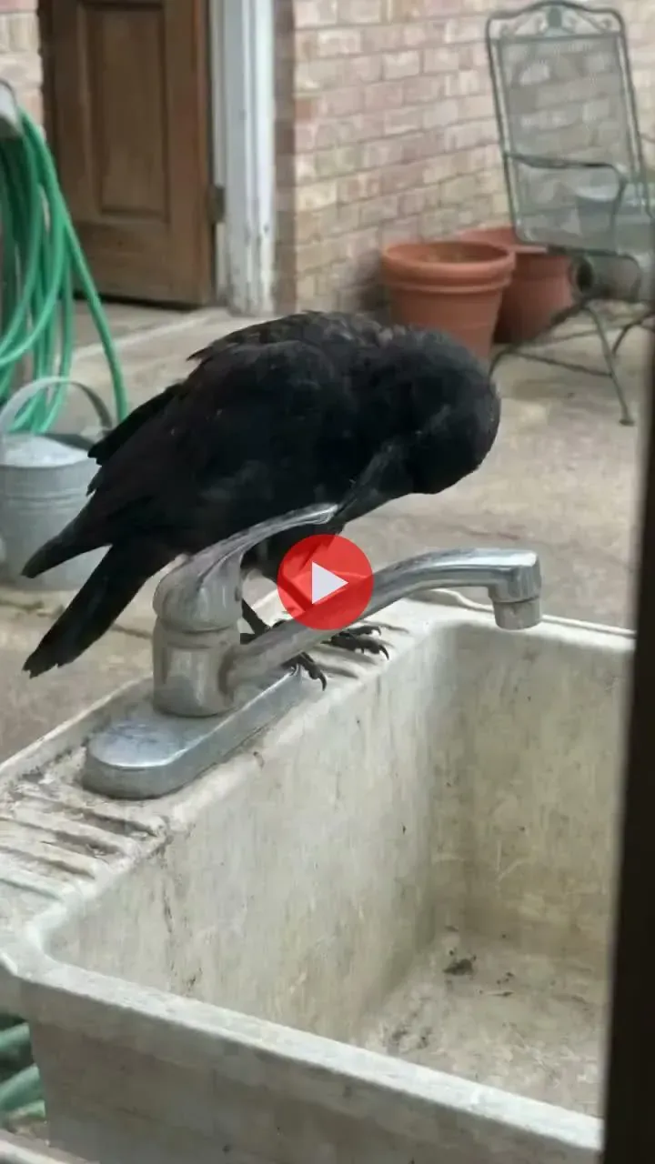 물 낭비 안 하는 까마귀🐦‍⬛