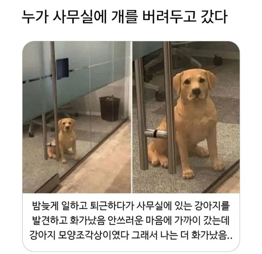 누가 사무실에 개를 버려두고 갔다