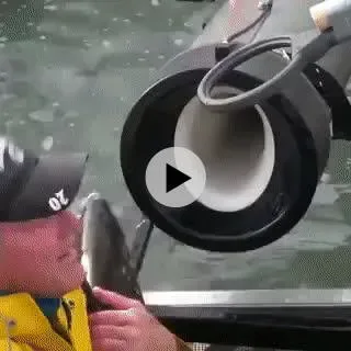 연어 방생 하는 기계.gif