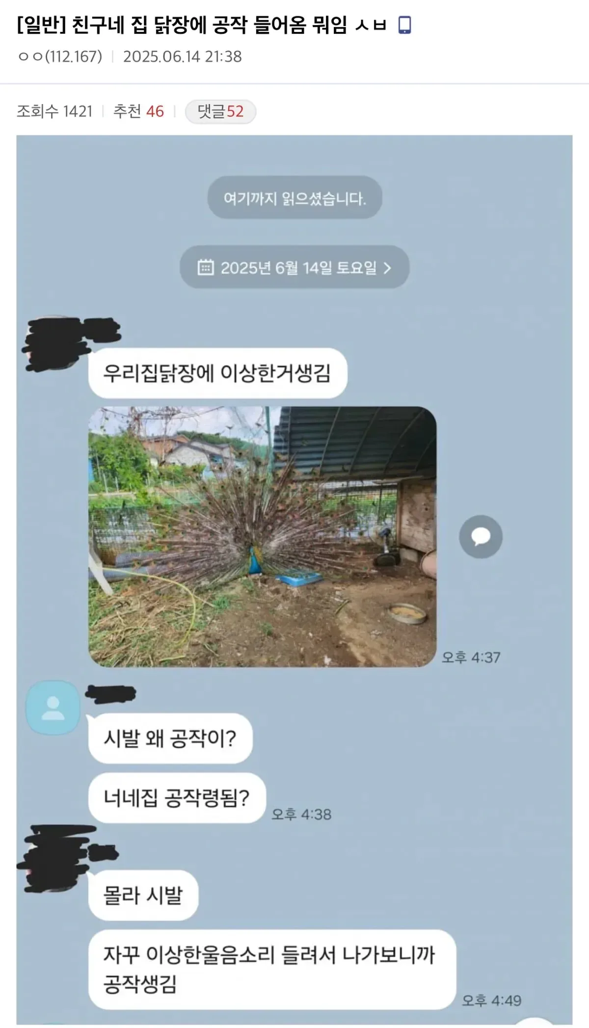 친구네 집 닭장에 공작 들어옴.jpg