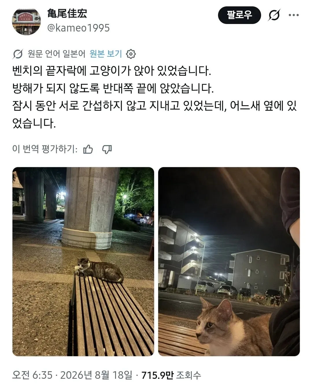 모르는 고양이와 벤치에 앉았다