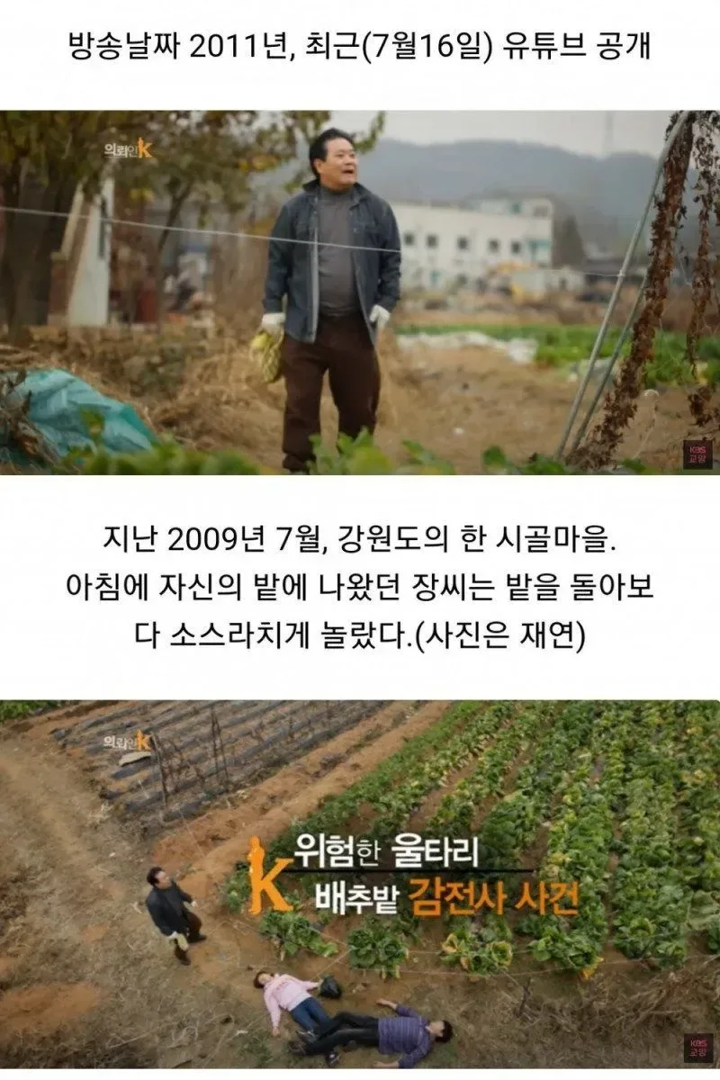배추 서리로 인해 인생이 망가진 사람들