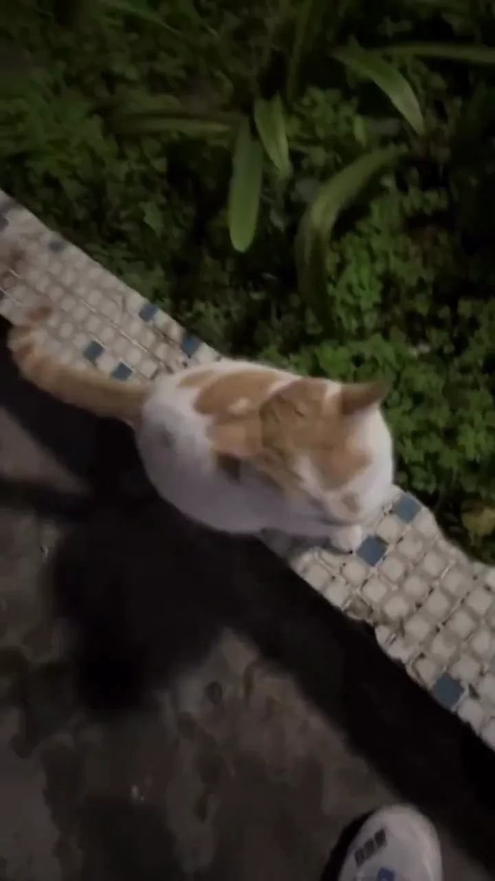 쓰담 해달라고 조르는 고양이