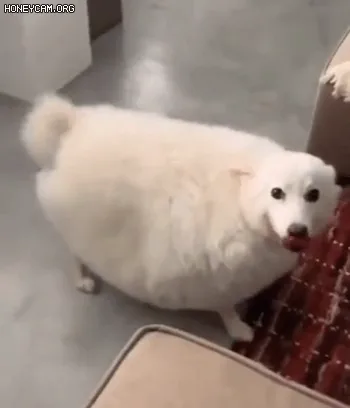 살찐 댕댕이.gif
