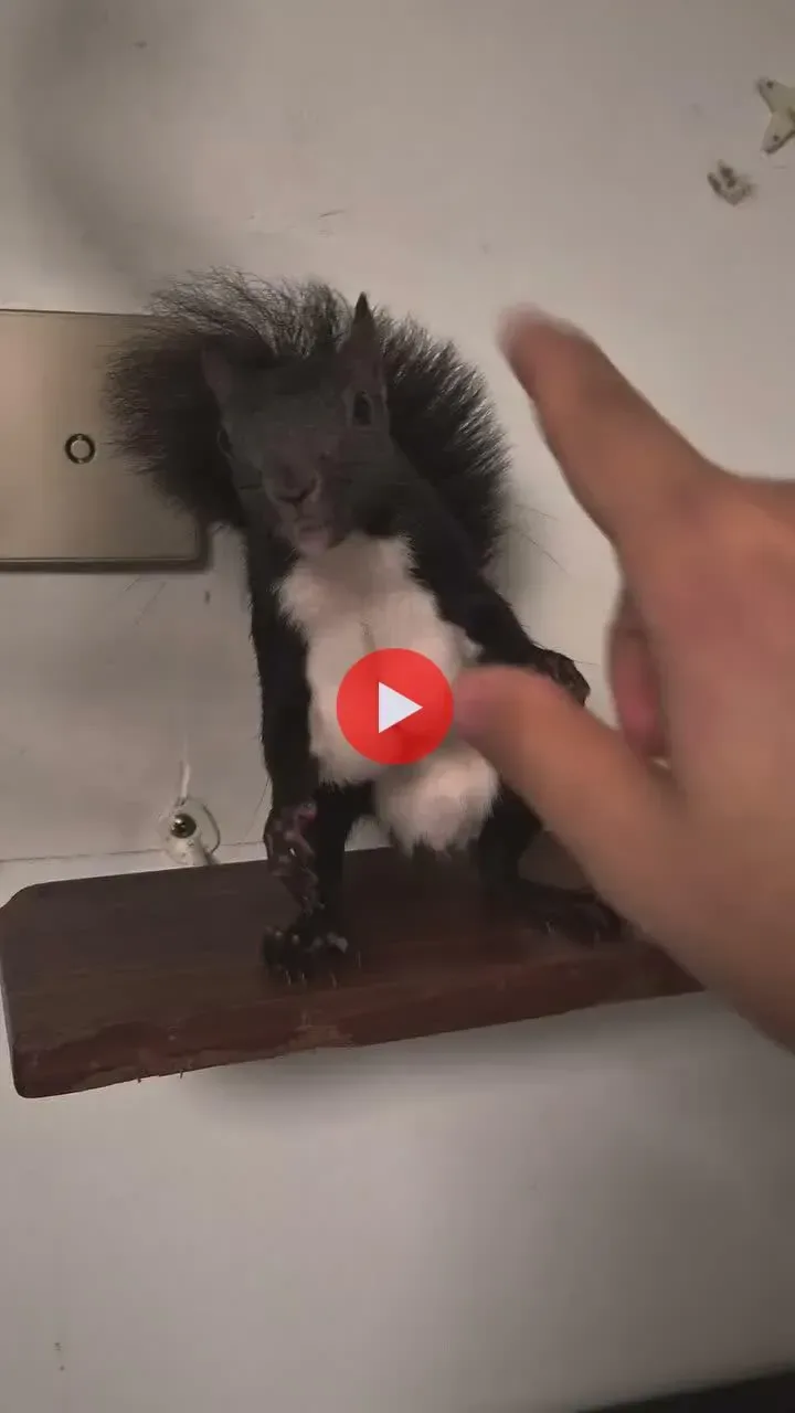 청설모 가슴 본적 있냐