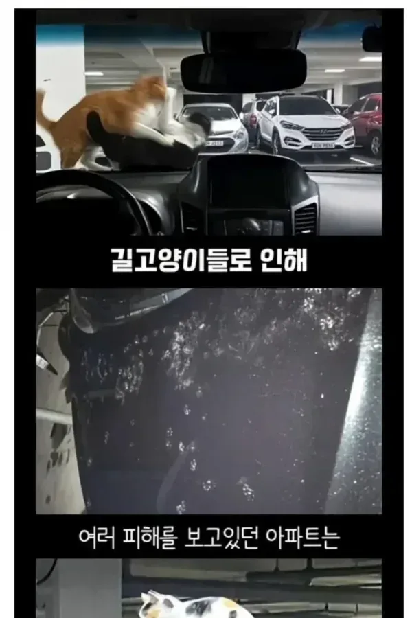 캣맘을 공포에 떨게한 안내문