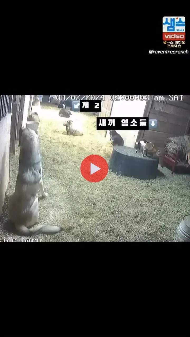 농장에서 개를 키우는 이유.mp4