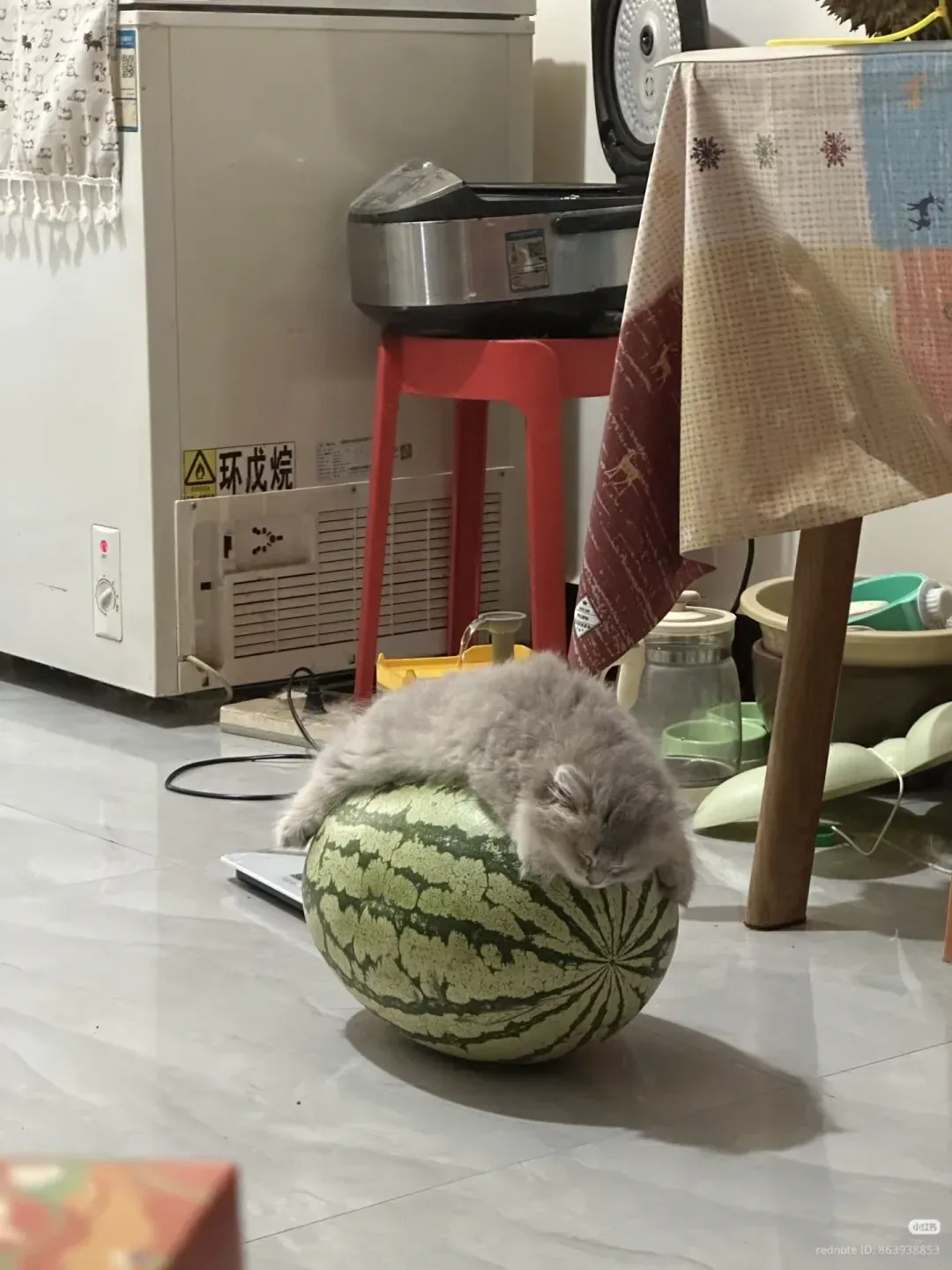 수박 너무 좋아 고양이