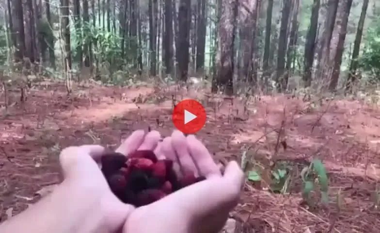 염소야! 산딸기 먹으러 와!.gif