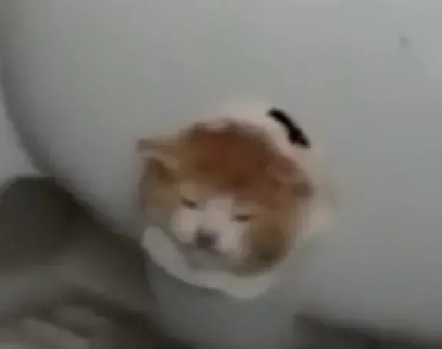 세면대에 머리 낀 아기냥이