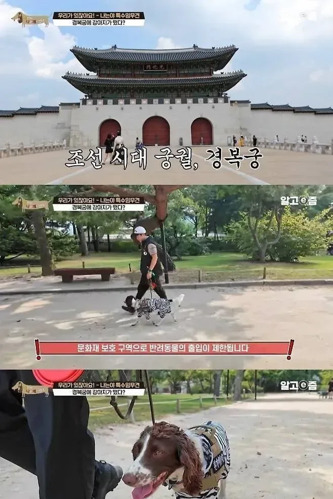 경복궁에 출입이 가능한 강아지