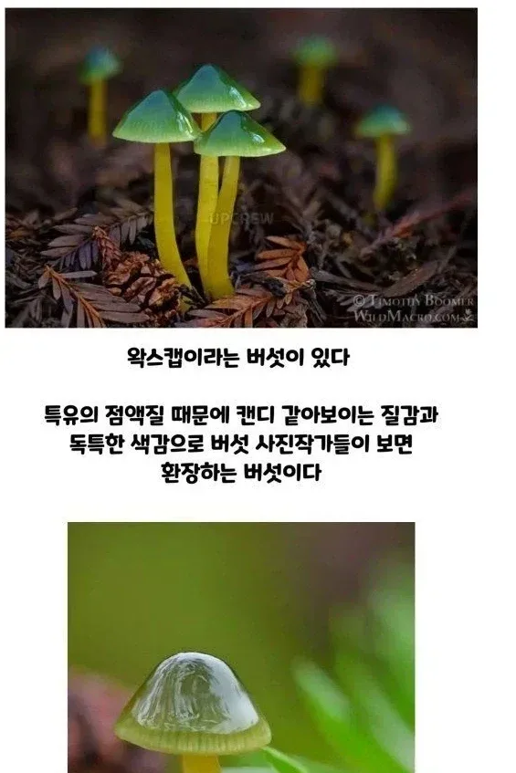 버섯갤러들이 환장하는 버섯
