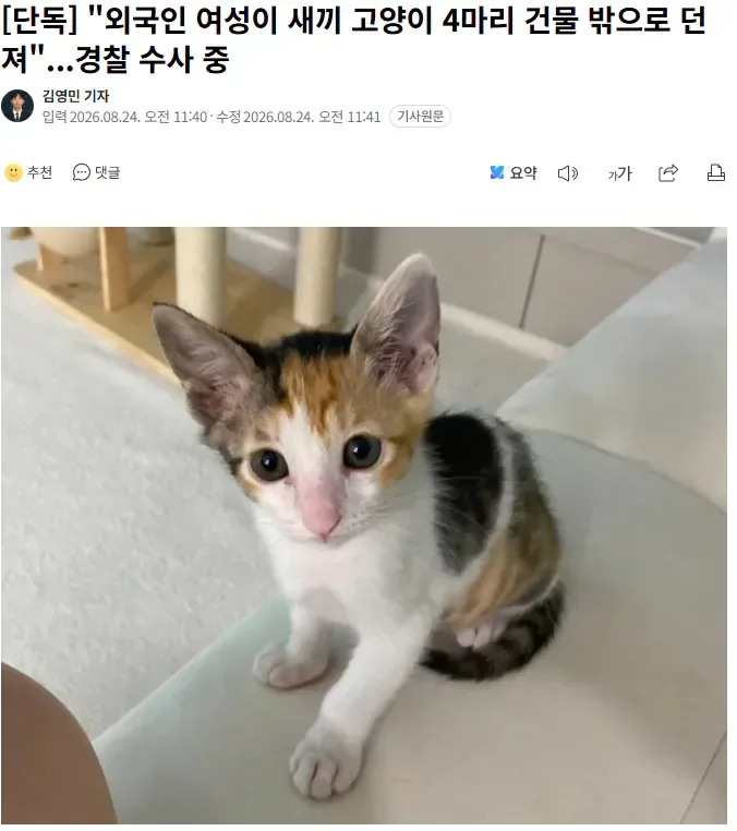 [단독] "외국인 여성이 새끼 고양이 4마리 건물 밖으로 던져"...경찰 수사 중