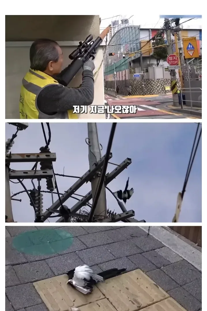 직업: 헌터