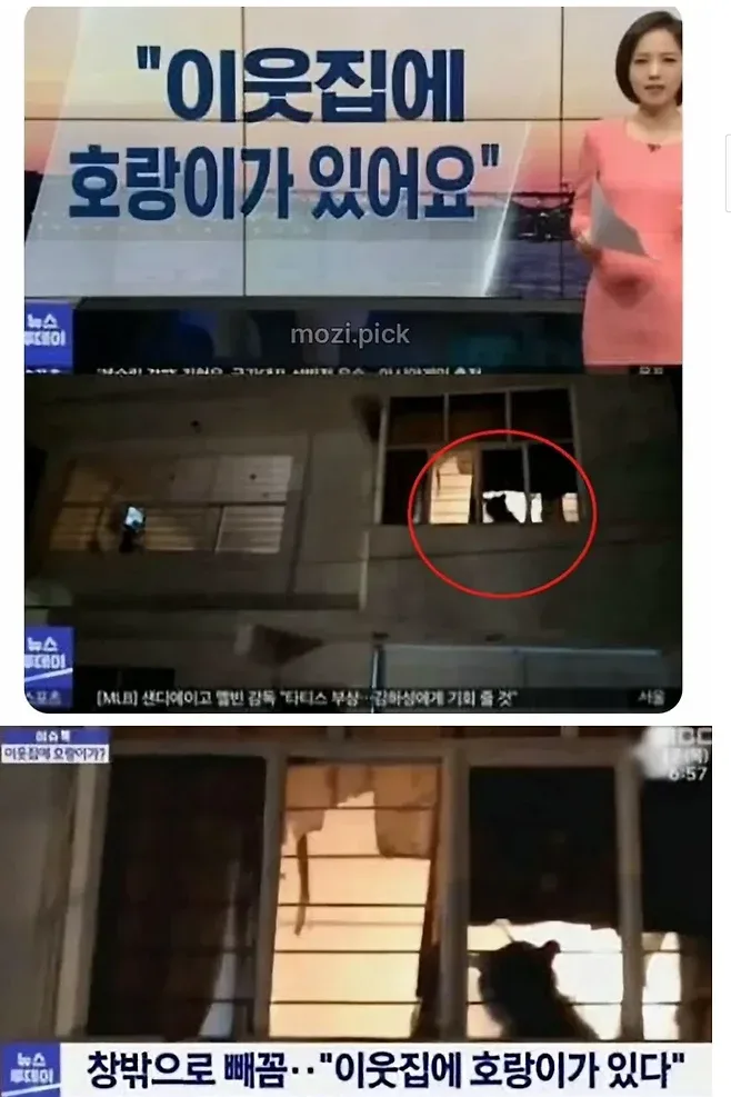 그림자 보고 집에 호랑이 있다고 신고한 결과.