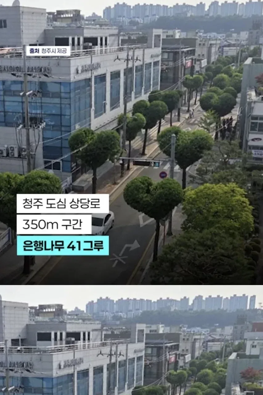 반응 갈린다는 청주 하트나무길.jpg